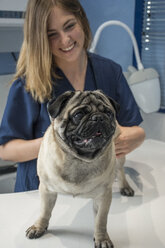 Portrait of pug in a veterinary clinic examined by a veterinarian - ABZF000616