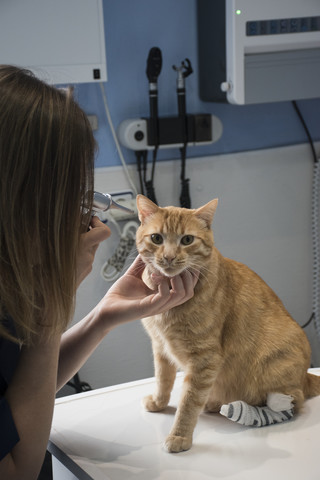 Tierarzt untersucht die Ohren einer Katze mit einem Ottoskop in einer Tierklinik, lizenzfreies Stockfoto