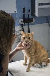 Tierarzt untersucht die Ohren einer Katze mit einem Ottoskop in einer Tierklinik - ABZF000617