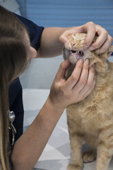 Tierarzt bei der Untersuchung der Zähne einer Katze in einer Veterinärklinik - ABZF000618