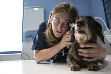 Tierarzt untersucht die Ohren eines Hundes mit einem Ottoskop in einer Tierklinik - ABZF000622