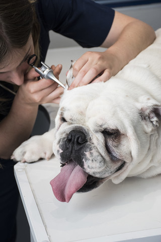 Tierarzt untersucht die Ohren eines Hundes mit einem Ottoskop in einer Tierklinik, lizenzfreies Stockfoto