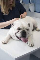 Veterinarian vaccinating a dog in a veterinary clinic - ABZF000625