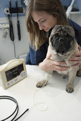 Tierarzt überprüft einen Hund mit einem Herz-Kreislauf-Monitor in einer Tierklinik, lizenzfreies Stockfoto