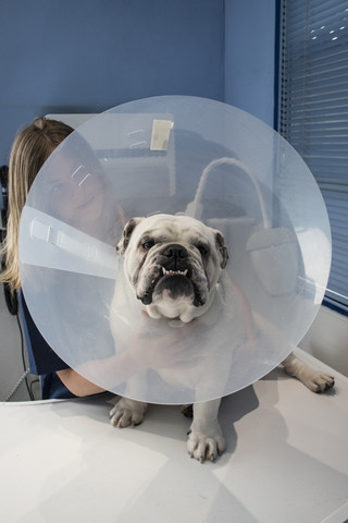 Portrait of a dog with pet cone in a veterinary clinic stock photo