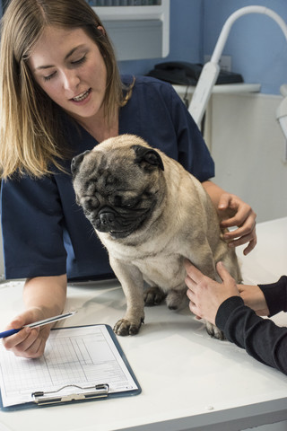 Veterinarian talking with owner of a dog in a veterinary clinic stock photo