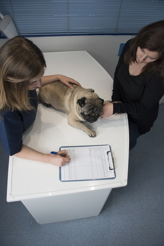 Tierarzt im Gespräch mit dem Besitzer eines Hundes in einer Veterinärklinik, lizenzfreies Stockfoto
