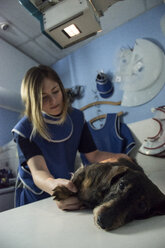 Tierarzt beim Röntgen eines Hundes - ABZF000645