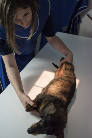 Veterinarian x-raying a dog stock photo