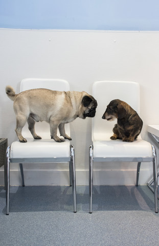 Two dogs on chairs of waiting room of a veterinary clinic stock photo