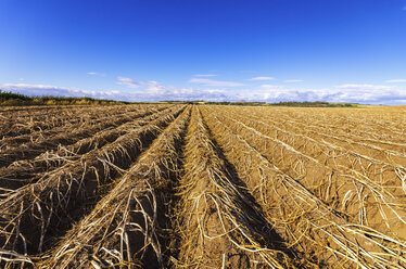 Vereinigtes Königreich, Schottland, East Lothian, Feld mit erntereifen Kartoffeln - SMAF000467