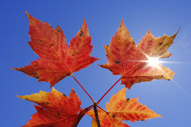 Autumnal maple leaves against clear blue sky at backlight - RUEF001700