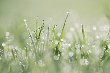 Tautropfen auf Gras - RUEF001701