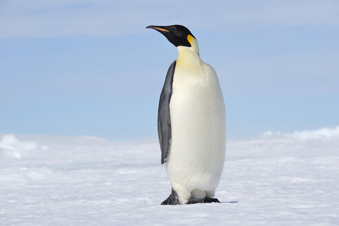 Antarctica, Snow Hill Island, Emperor penguin - RUEF001702
