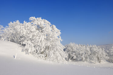 Germany, snow-covered trees in winter landscape - RUEF001706