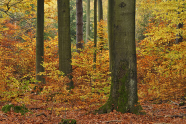 Forest in autumn colours - RUEF001715