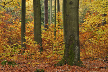 Wald in Herbstfarben - RUEF001715