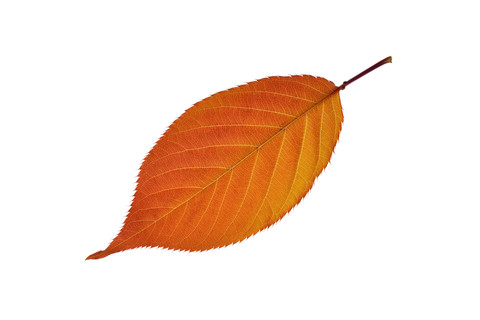 Herbstblatt des Kirschbaums vor weißem Hintergrund, lizenzfreies Stockfoto