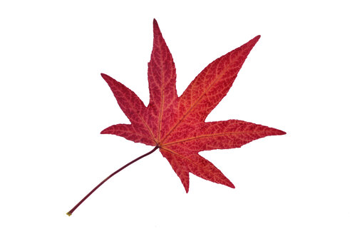 Herbstblatt von sweetgum vor weißem Hintergrund - RUEF001720