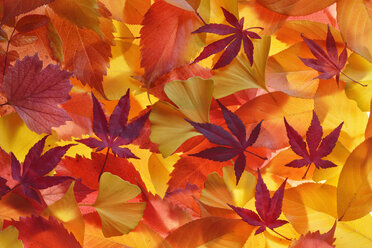 Autumn leaves of different trees - RUEF001721