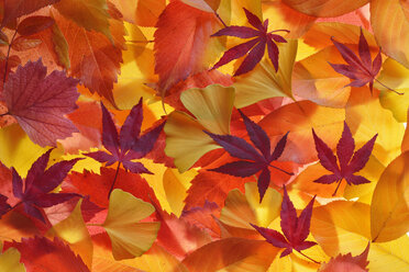 Herbstlaub von verschiedenen Bäumen - RUEF001721
