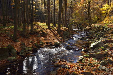 Deutschland, Sachsen-Anhalt, Nationalpark Harz, Fluss Ilse im Ilsetal im Herbst, lizenzfreies Stockfoto