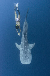 Indonesien, Cenderawasih Bay, Walhai und Hauttaucherin - TOVF000052