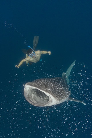 Indonesia, Cenderawasih Bay, Whaleshark and snorkeler stock photo