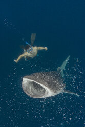 Indonesia, Cenderawasih Bay, Whaleshark and snorkeler - TOVF000053