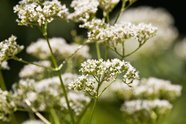 Valeriana officinalis - CSF027465