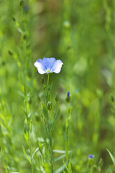 Blossoming flax - CSF027466