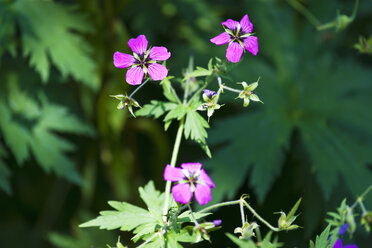 Herb Robert - CSF027472