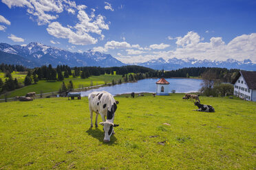 Deutschland, Ostallgäu, Füssen, Kühe auf der Weide bei Füssen - WGF000869