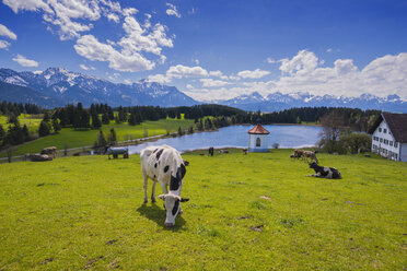 Germany, East Allgaeu, Fuessen, cows on pasture near Fuessen - WGF000869