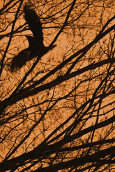 Fliegende Krähe mit Zweigen und orangefarbenem Himmel - AXF000778