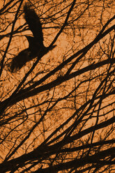 Flying crow with branches and orange sky - AXF000778