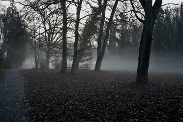 Germany, Sigmaringen, early morning fog in the garden of the prince in winter - AXF000780