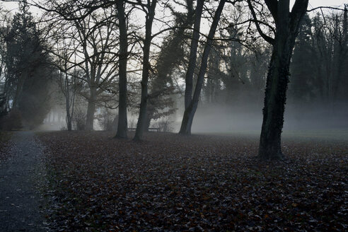 Deutschland, Sigmaringen, Frühmorgennebel im Garten des Fürsten im Winter - AXF000780