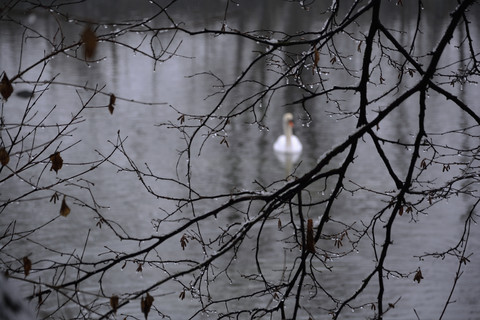ein weißer Schwan auf einem See im Winter, Zweige mit Regentropfen im Vordergrund, lizenzfreies Stockfoto