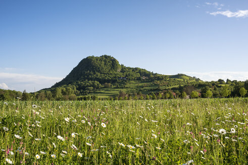 Deutschland, Baden-Württemberg, Landkreis Konstanz, Hegau, Blick auf Hohentwiel und Blumenwiese - ELF001737