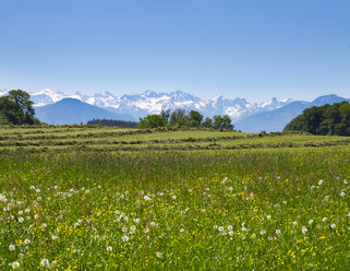 Germany, Bavaria, Upper Bavaria, Fuenfseenland, Alpine foothills, Karwendel, flower meadow - SIEF007029