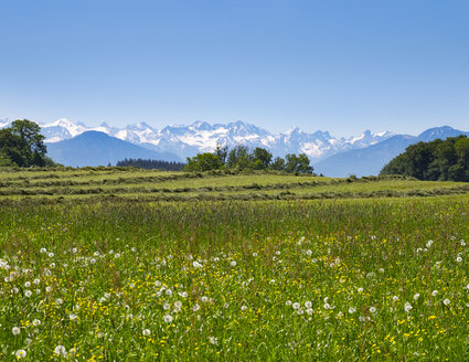 Deutschland, Bayern, Oberbayern, Fuenfseenland, Alpenvorland, Karwendel, Blumenwiese - SIEF007029