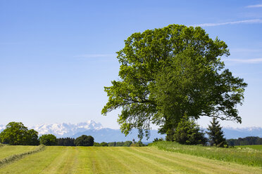 Germany, Bavaria, Upper Bavaria, Fuenfseenland, Alpine foothills, near Holzhausen, meadow and tree - SIEF007030