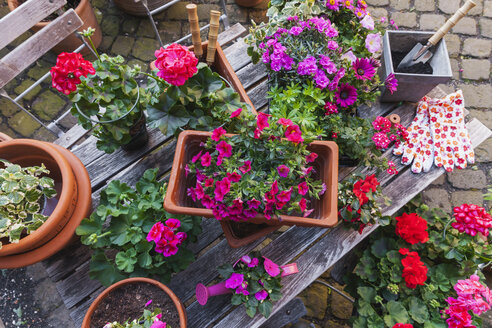 Gartenarbeit, verschiedene Frühlings- und Sommerblumen, Gartengeräte auf dem Gartentisch - GWF004719