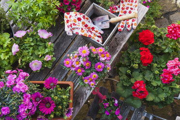 Gartenarbeit, verschiedene Frühlings- und Sommerblumen, Gartengeräte auf dem Gartentisch - GWF004721