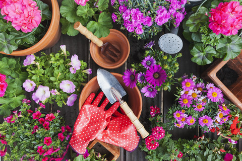 Gartenarbeit, verschiedene Frühlings- und Sommerblumen, Gartengeräte auf dem Gartentisch, lizenzfreies Stockfoto