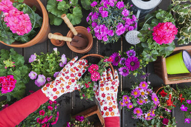 Gartenarbeit, verschiedene Frühlings- und Sommerblumen, Blumenkästen und Gartengeräte, Pflanzgefäße - GWF004723