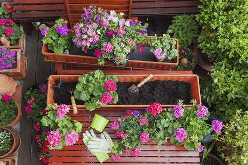 Gardening, different spring and summer flowers, flower box and gardening tools on garden table - GWF004725