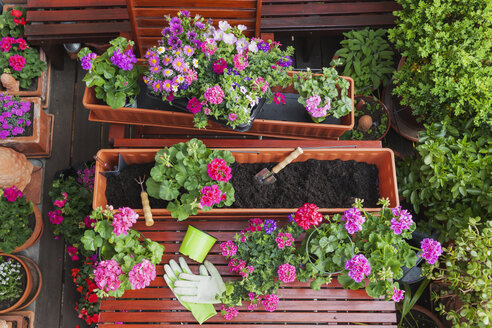 Gartenarbeit, verschiedene Frühlings- und Sommerblumen, Blumenkasten und Gartengeräte auf dem Gartentisch - GWF004725