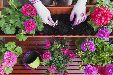 Gartenarbeit, verschiedene Frühlings- und Sommerblumen, Blumenkästen und Gartengeräte, Pflanzgefäße - GWF004726